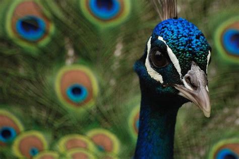 Love Peacocks So Much Peacock Animals My Favorite Color