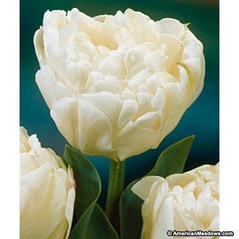 Mount Tacoma Double Late Tulip Bulb Flowers Flowers Tulips