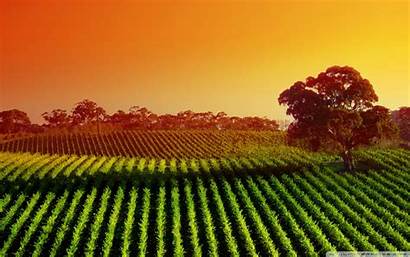 Plantation Wallpapers Sunset Vineyard Zealand Wine Fields