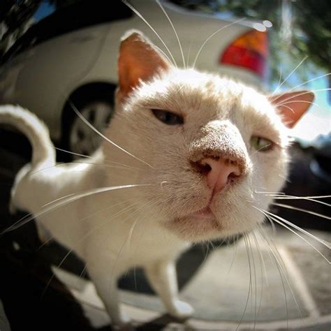 18 Curious Cats Hilariously Bumping Into Cameras Красивые кошки
