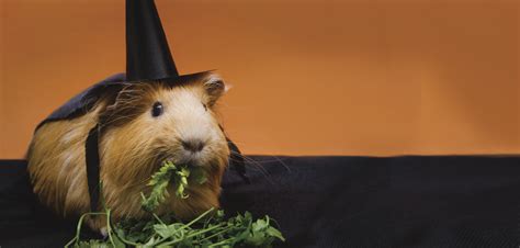 What Guinea Pigs Want For Halloween My City Magazine