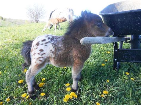 Super Cute Miniature Baby Horse
