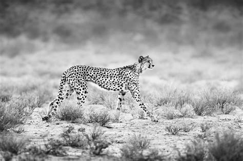 Cheetah In Black And White High Quality Animal Stock Photos