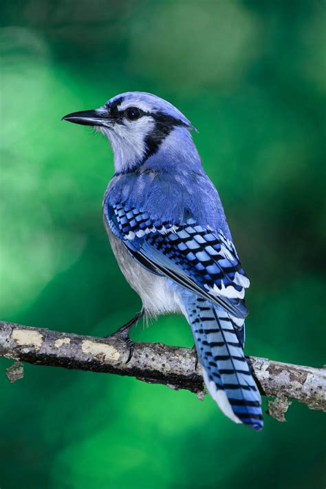 Top 20 Backyard Birds In Virginia Free Identification Printable