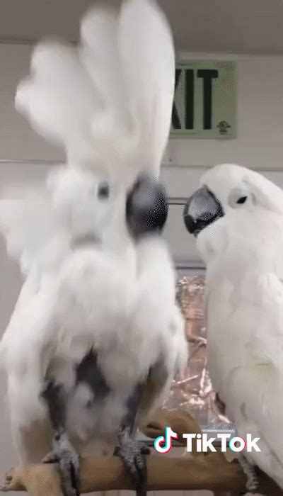 Dance Bird  By Tiktok France Find And Share On Giphy