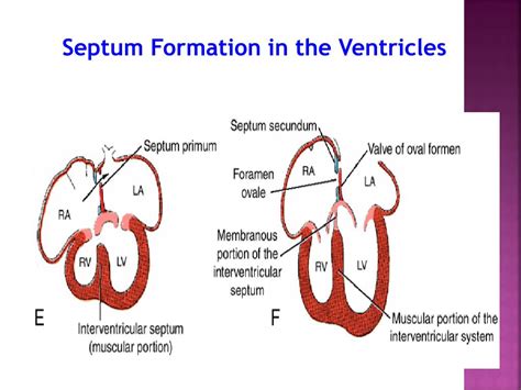 Ppt Development Of The Heart Powerpoint Presentation Free Download