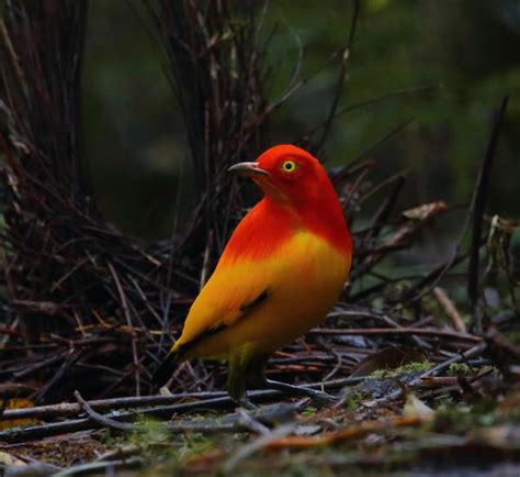Birding In Papua New Guinea Frontline