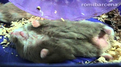 Hamster Falls Asleep On Wheel Youtube