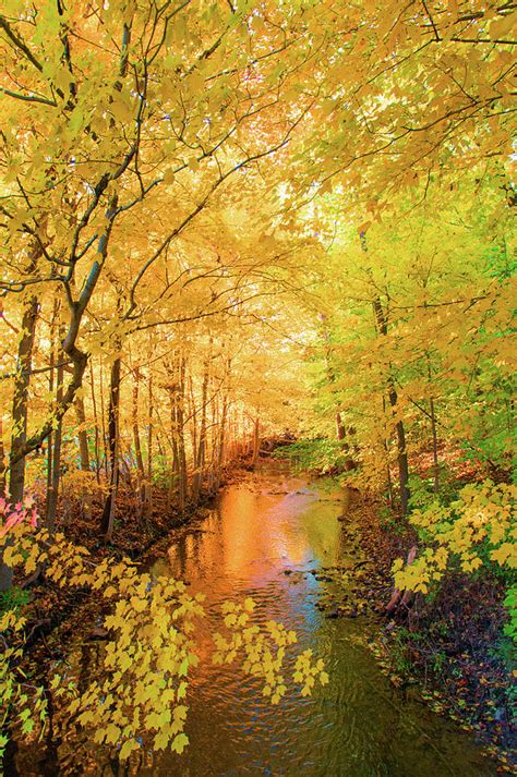 Fall Leaves Along A Stream Howard County Indiana Photograph By William