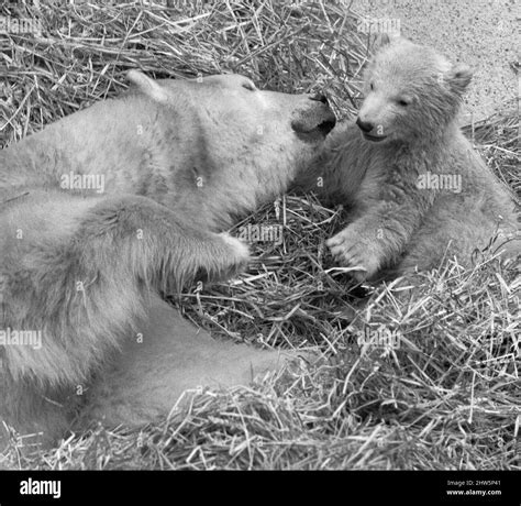 Pipaluk The Polar Bear Cub Ventures Out Of His Private Den On To The