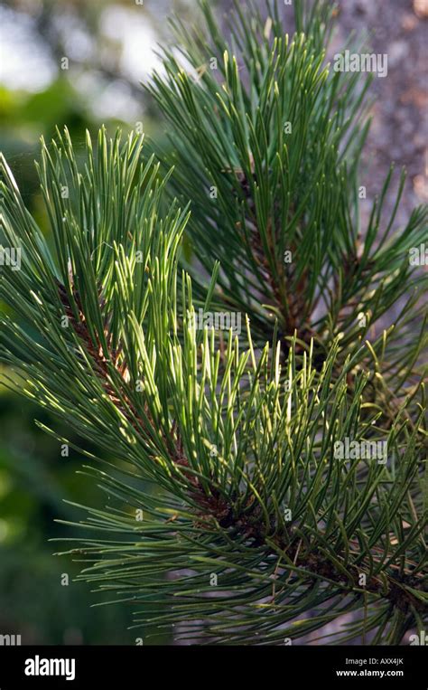 Scots Pine Leaves High Resolution Stock Photography And Images Alamy