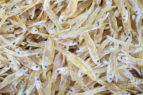 Close Up Of Dried Small Fish In A Market In Laos Photograph By Roberto