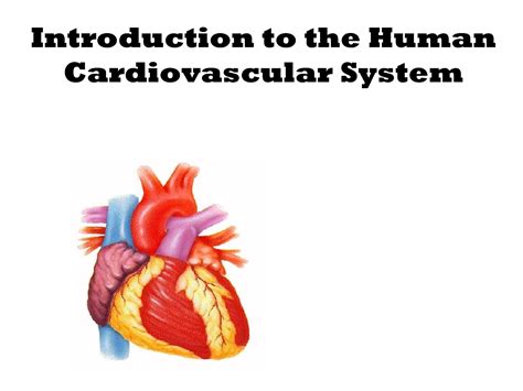 Solution Introduction To The Human Cardiovascular System Studypool