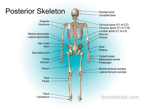 Human Body Bones Diagram The Skeletal System Anatomical Chart Human