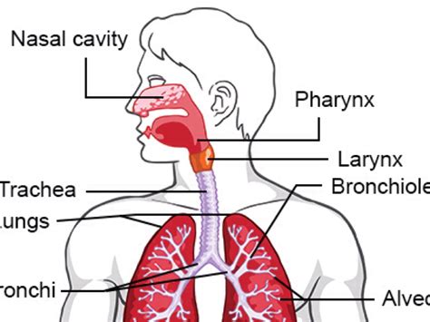 Respiratory System By Jessica Thorne