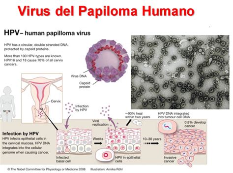 Virus Del Papiloma Humano En Adolescentes Ciclo De Vida Del Virus Del