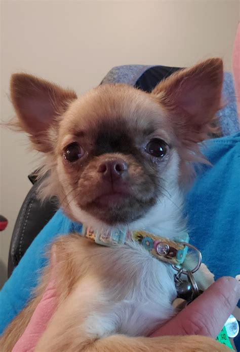 I do not sell to puppy mills or such. Chihuahua Puppies For Sale | Winston-Salem, NC #317223