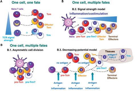 Frontiers Genealogy Dendritic Cell Priming And Differentiation Of