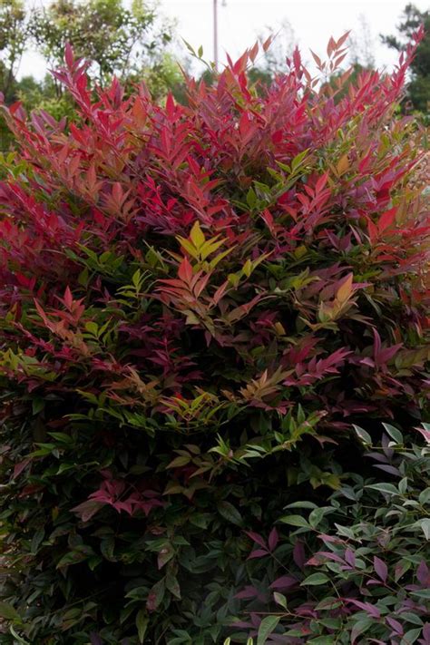 A collection of the most popular flowering trees for zone 7. Obsession™ | Garden shrubs, Plants, Evergreen shrubs