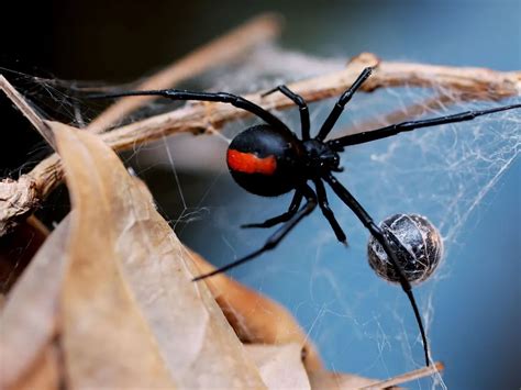 Eight Fun Facts About Black Widows Science Smithsonian Magazine