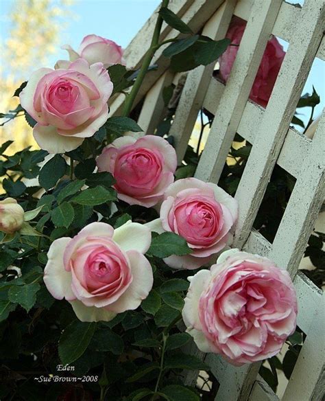 Full Size Picture Of Large Flowered Climbing Rose Eden Climber Rosa