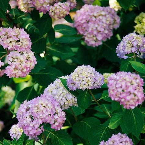 The 12 Showiest Lacecap And Mophead Hydrangeas For Your Garden