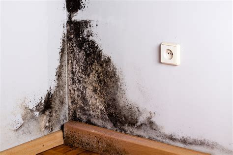What is a mold testing kit? Do You Have Mold in Your House? | Advanced Environmental ...