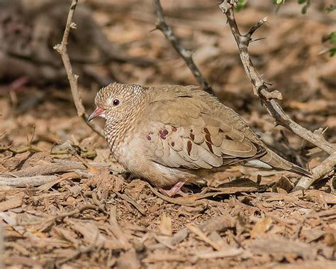 Common Ground Dove In Yuma Az Photograph By Morris Finkelstein Fine