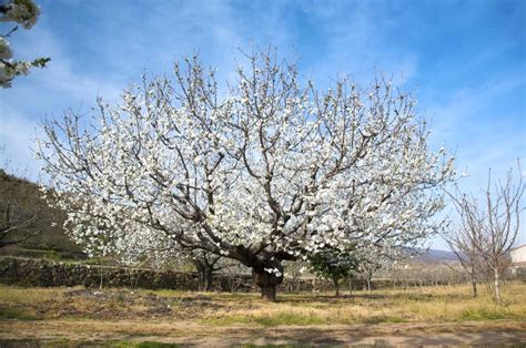 48 Different Almond Tree Varieties Progardentips