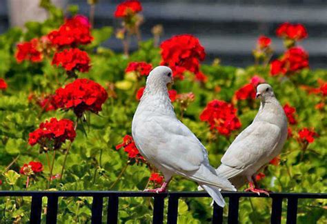 Most Beautiful Lovely Pigeons Image Download Free All Hd Wallpapers