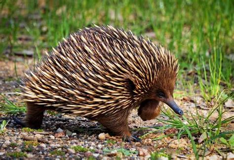 Australian Native Animals As Pets List Pets Retro