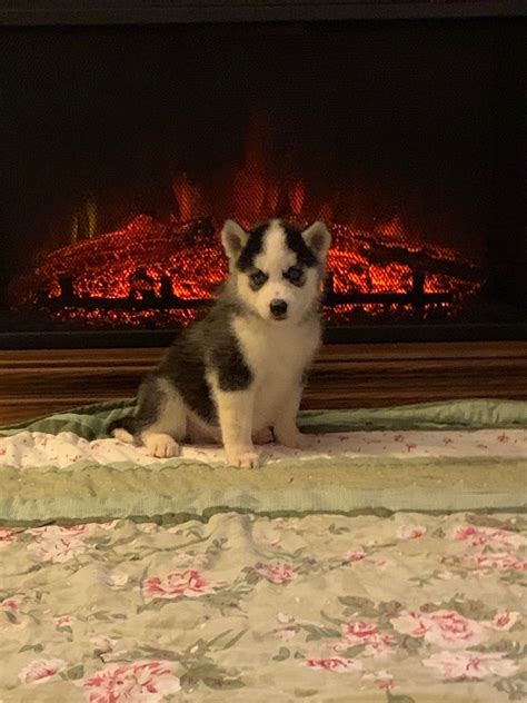 These pups are gorgeous and will be big chunky dogs. Siberian Husky Puppies For Sale | Brandon, FL #323523