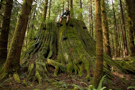 Seymour Old Growth Hike Ubc Ancient Forest Committee A Return To The