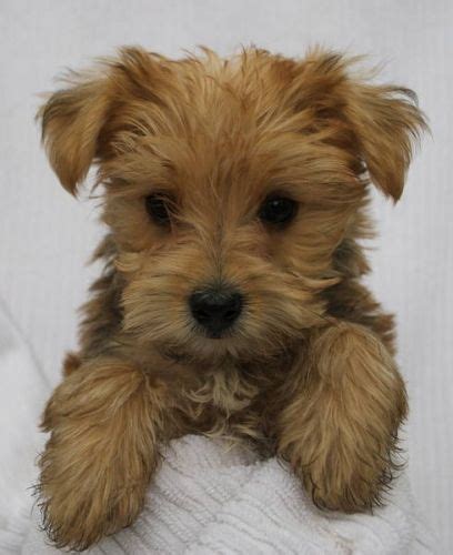 Find shorkie puppies in canada | visit kijiji classifieds to buy, sell, or trade almost anything! We went and played with a sweet little puppy that looked ...