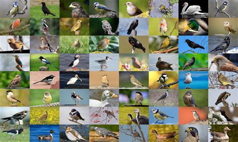 British Birds List With Our Growing List Of 218 Birds In Uk Bird Barn
