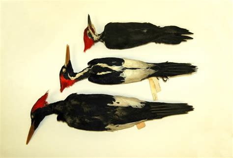 The Imperial Woodpecker Was The True Giant Of Woodpeckers And Last