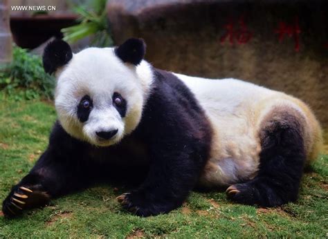 5 Gambar Panda Paling Tua Di Dalam Kurungan Lensakami