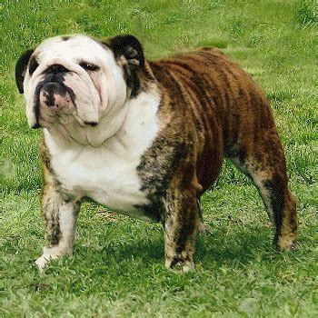 Everything a new owner should know. English Bulldog Breeder | Puppies for Sale Oklahoma | Cedar Lane Bulldogs