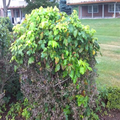 Poison Ivy Control Of Maryland Poison Ivy Identification Baltimore Md