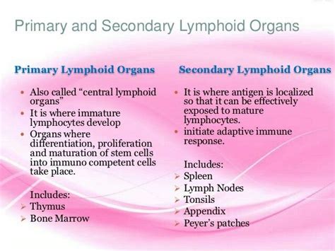 Secondary Lymphoid Organs