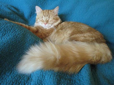 Cat Breeds With Long Tails