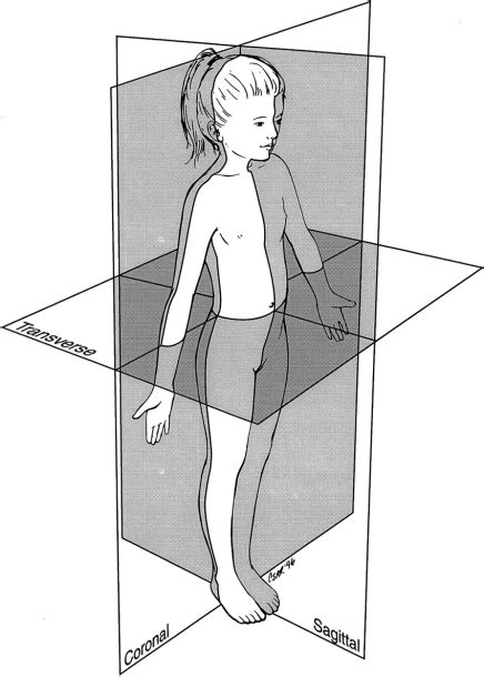 Anatomical Position Diagram