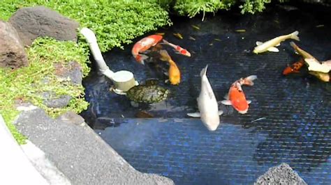 We already mentioned that a koi pond needs to be a minimum of 3 feet deep, but how big does it really need to be? Hawaii Vacation: Ep.1 Waikiki Giant Koi pond with Red eared sliders - YouTube