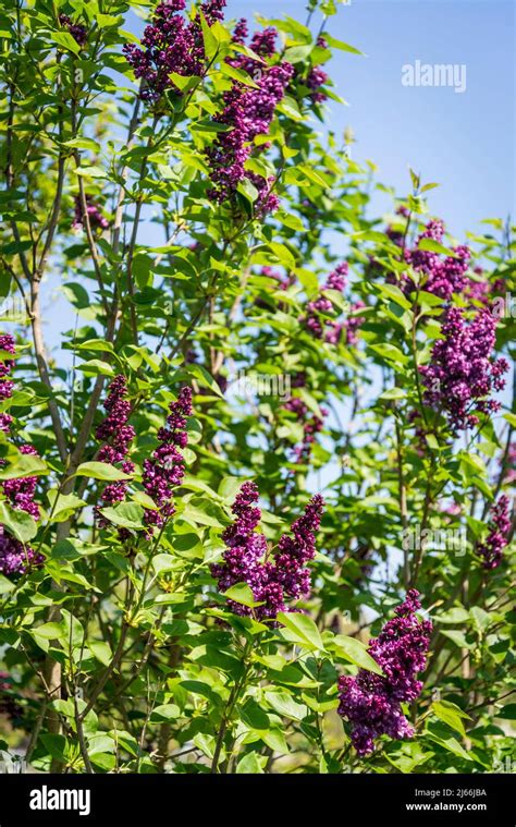 Syringa Vulgaris Charles Joly Common Lilac Shrub Stock Photo Alamy