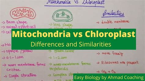 Mitochondria And Chloroplast Are Two Types Of
