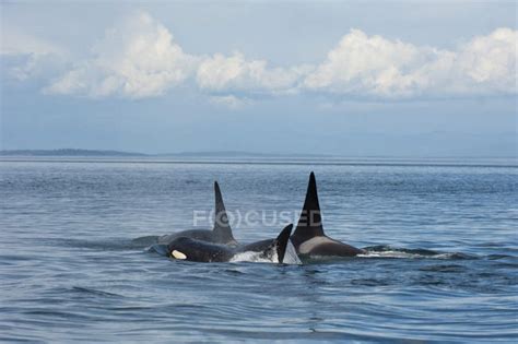 Southern Resident Orcas In Water By Pender Island In Canada — Whale