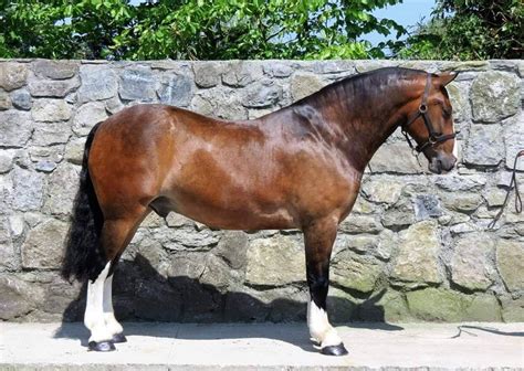 Pin By Breanna Longhenry On Irish Draught In 2020 Irish Sport Horse