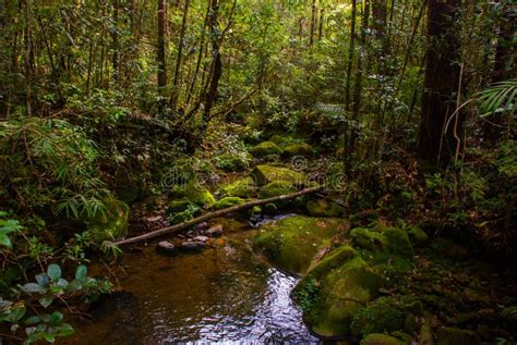 Branch And Creek Tropical Rainforest Landscape Sabah Borneo Malaysia