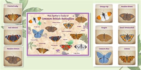 Common British Butterflies Spotter Guides Teacher Made