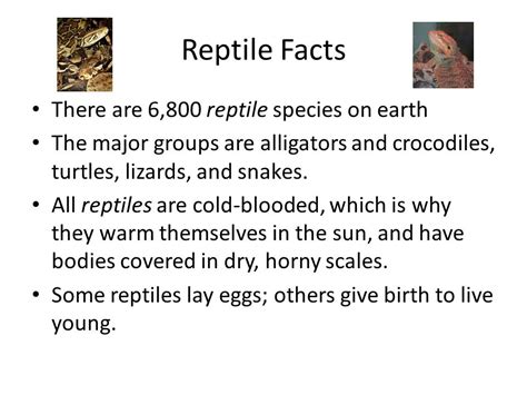 Reptiles Snakes And Lizards Reptile Facts There Are 6800 Reptile